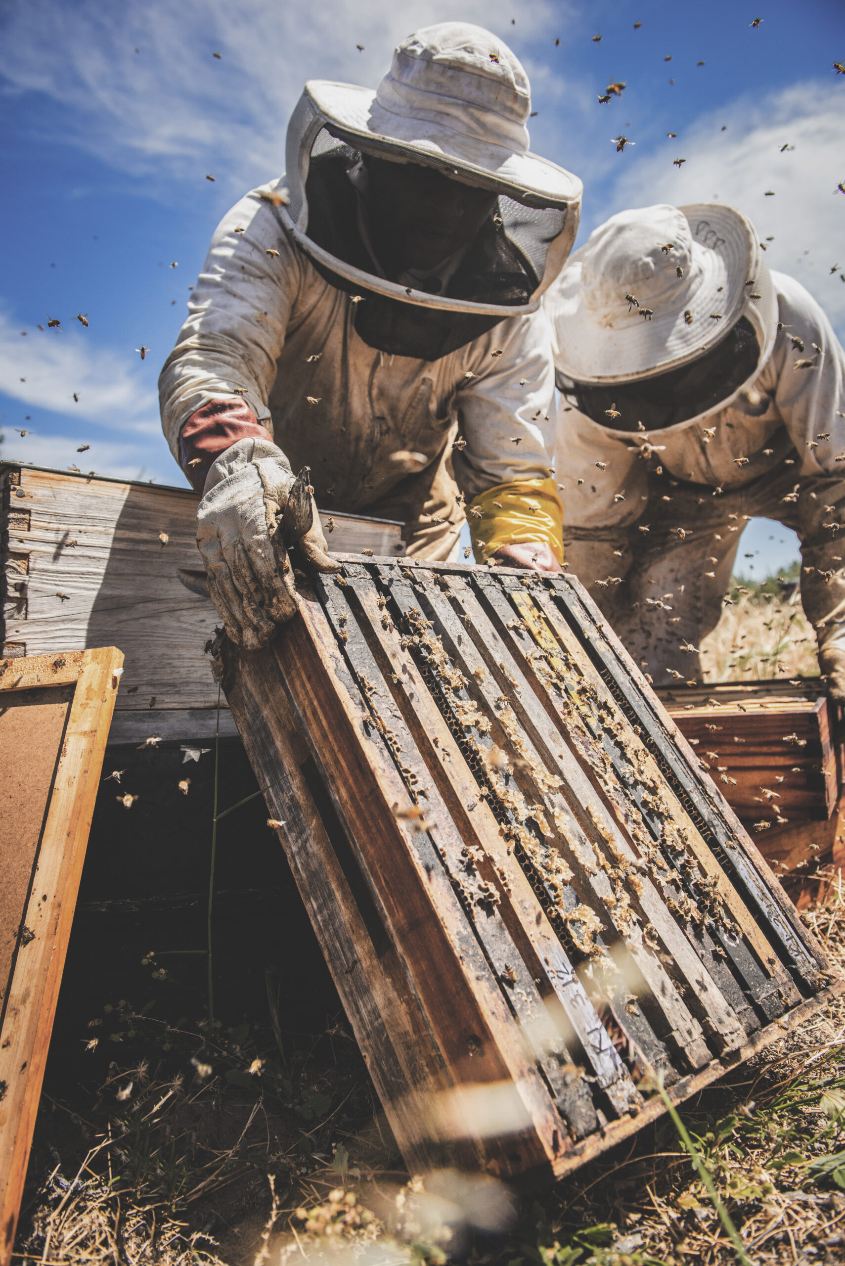 creating a sustainable buzz in bee farming and cryptocurrency